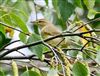 Willow Warbler