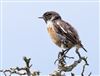 Stonechat