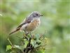 Redstart