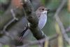 Pied Flycatcher