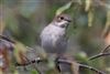 Pied Flycatcher