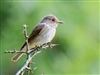 Spotted Flycatcher