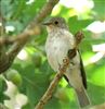 Spotted Flycatcher