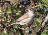 Whitethroat