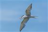 Common Tern