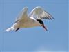 Common Tern