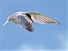 Common Tern