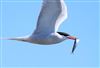 Common Tern