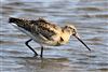 Black-tailed Godwit