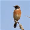 Stonechat