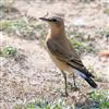 Wheatear