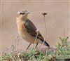 Wheatear