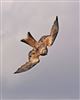 Red Kite