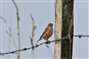 Whinchat