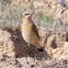 Wheatear