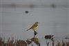 Yellow Wagtail