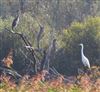 Great White Egret