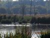 Great White Egret