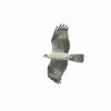 Honey-buzzard