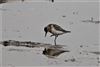 Little Stint