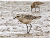 Grey Plover