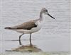 Greenshank