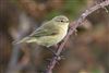 Chiffchaff