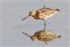 Black-tailed Godwit