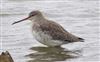 Spotted Redshank