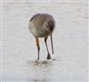 Black-tailed Godwit