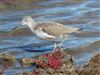 Greenshank