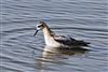 Grey Phalarope