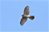 Sparrowhawk