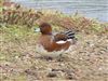 Wigeon