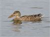 Shoveler