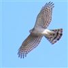 Sparrowhawk