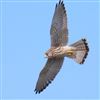 Kestrel