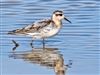 Grey Phalarope