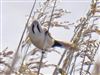 Bearded Tit