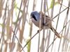 Bearded Tit