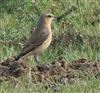 Wheatear