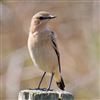 Wheatear