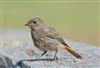 Black Redstart