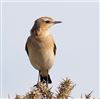 Wheatear