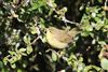 Willow Warbler