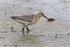 Curlew Sandpiper