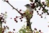 Blackcap