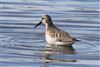 Curlew Sandpiper