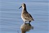 Curlew Sandpiper