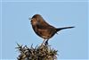 Dartford Warbler